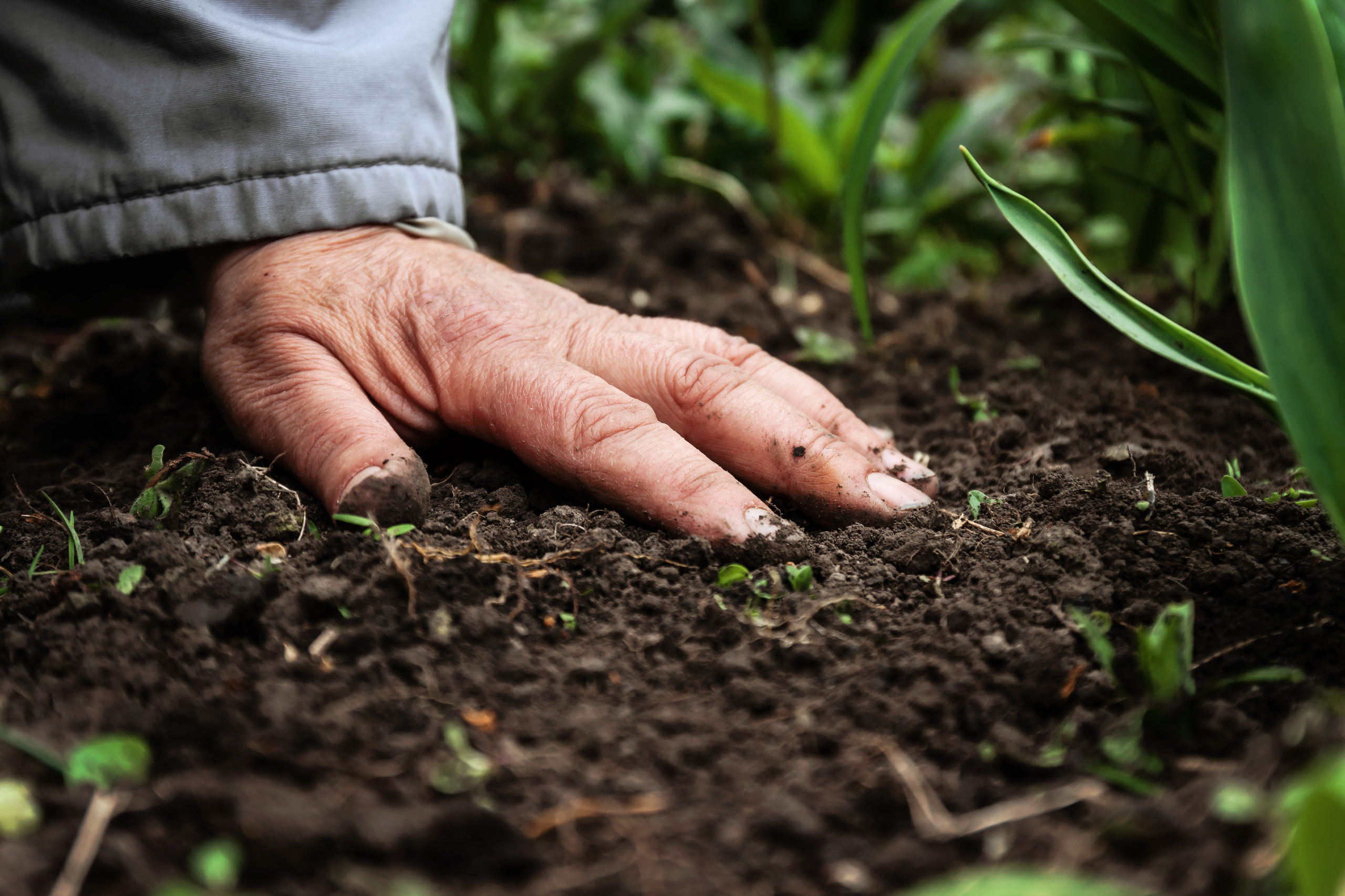 agriculture