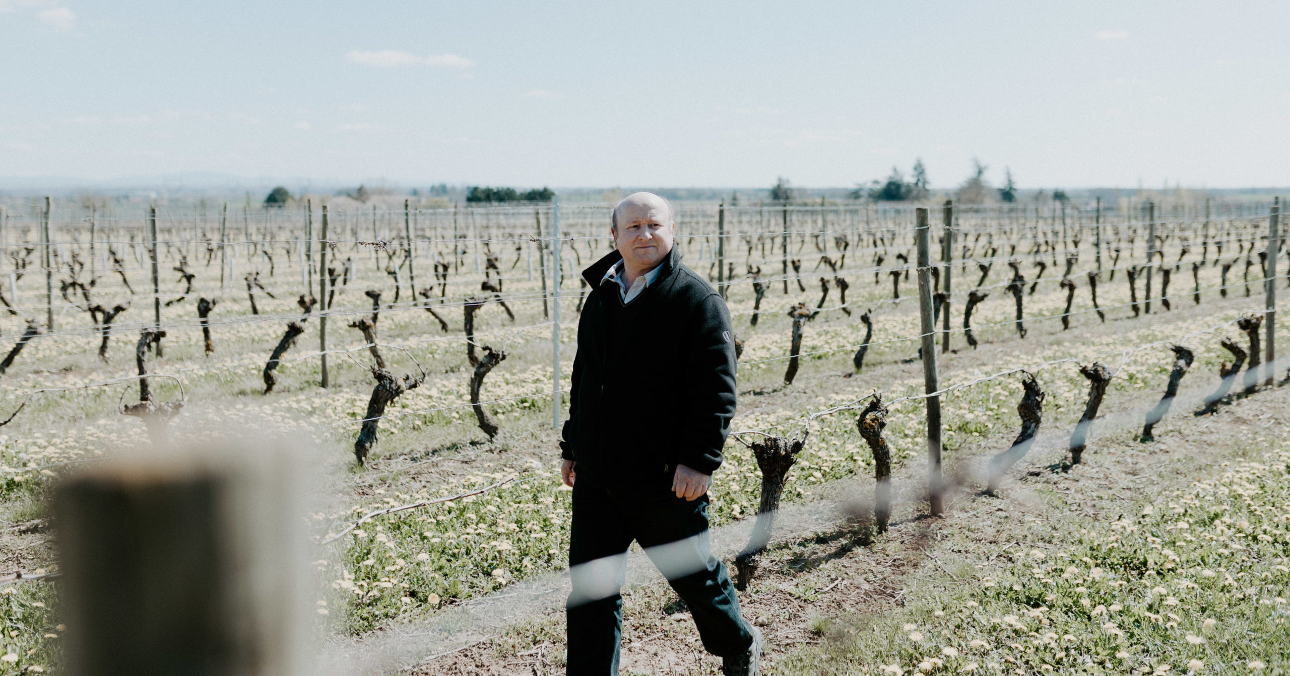 viticulture